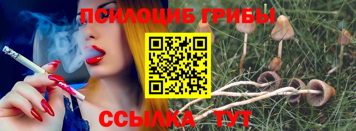 как найти   Вход с VPN  Красногорск  Псилоцибиновые грибы GOLDEN TEACHER 